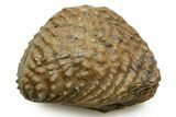 Jurassic Fossil Bivalve (Trigonia) - Germany #377586-1